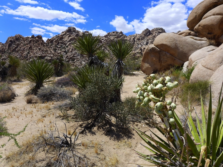 Joshua Tree - зелень