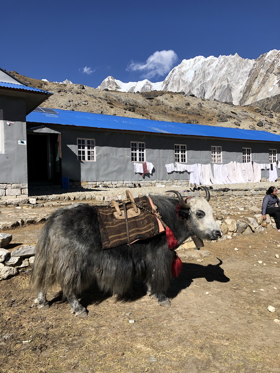 Nepal, 3 passes and Everest Base Camp (Непал, Три перевала и Базовый лагерь Эвереста) 2019_108