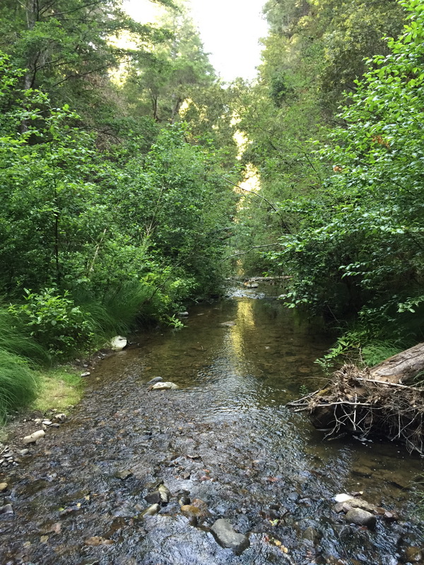 Portola Redwoods_4