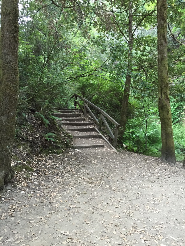 Portola Redwoods_6
