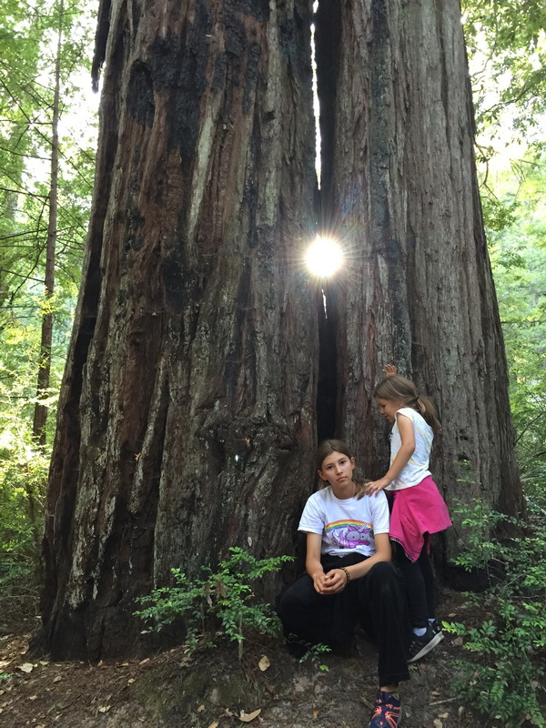 Portola Redwoods_8