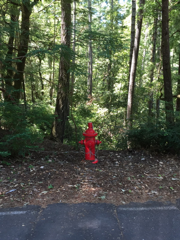 Portola Redwoods_9