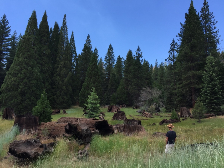 Seqioia_Kings_Canyon_4