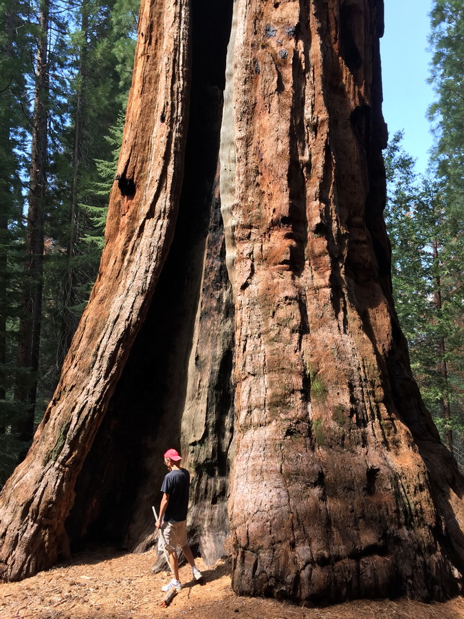 Seqioia_Kings_Canyon_9