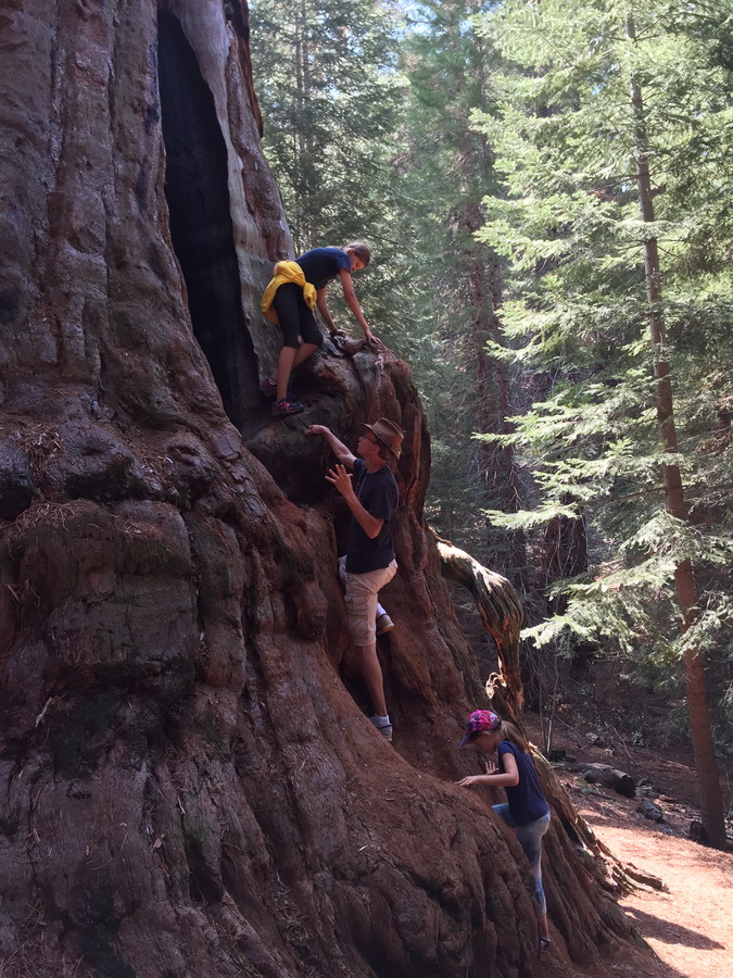 Seqioia_Kings_Canyon_10