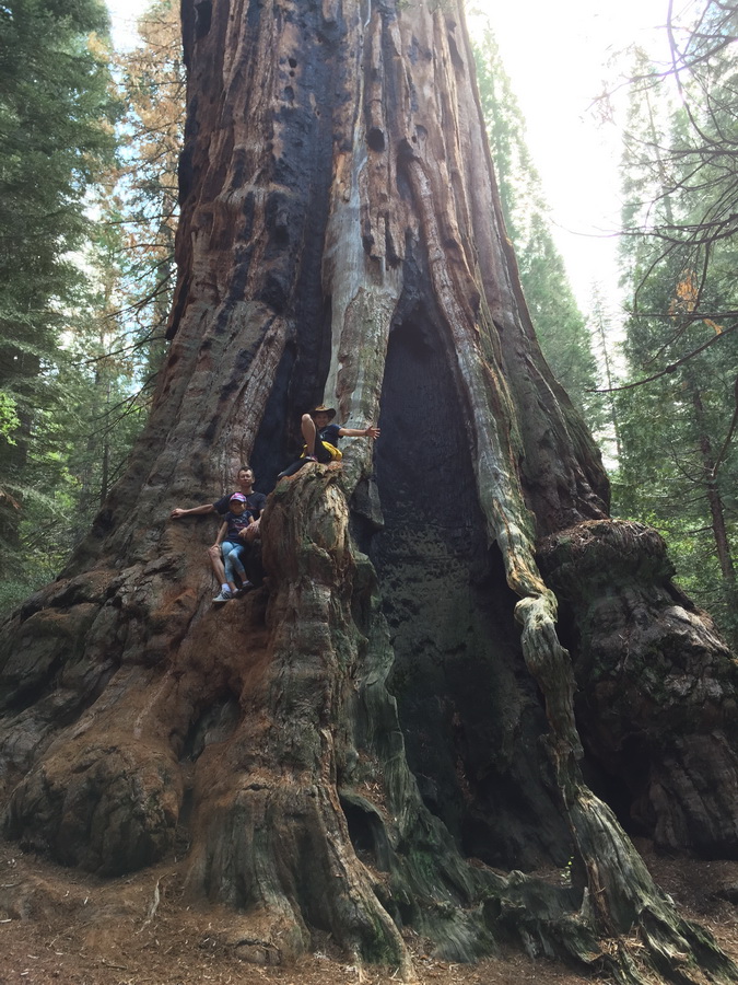 Seqioia_Kings_Canyon_11