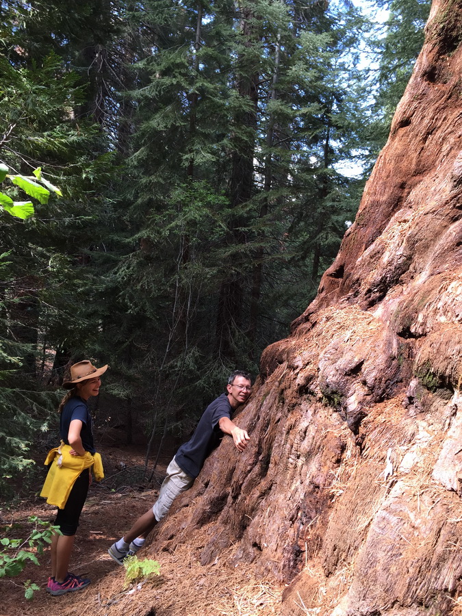 Seqioia_Kings_Canyon_13