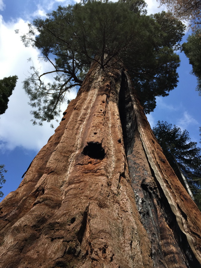 Seqioia_Kings_Canyon_14