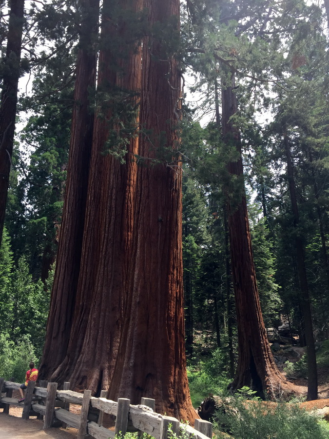 Seqioia_Kings_Canyon_18