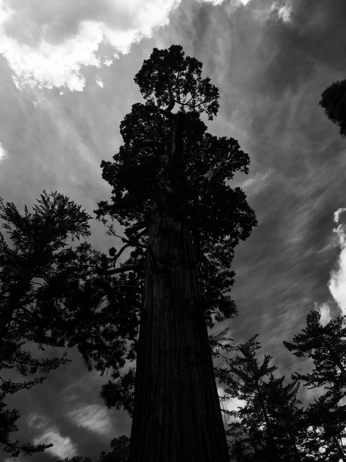 Seqioia_Kings_Canyon_19
