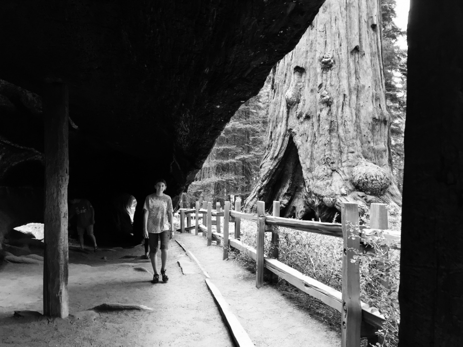Seqioia_Kings_Canyon_20