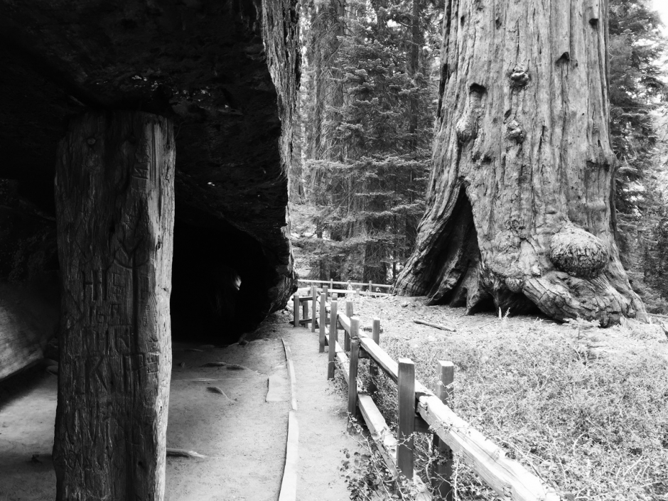 Seqioia_Kings_Canyon_21