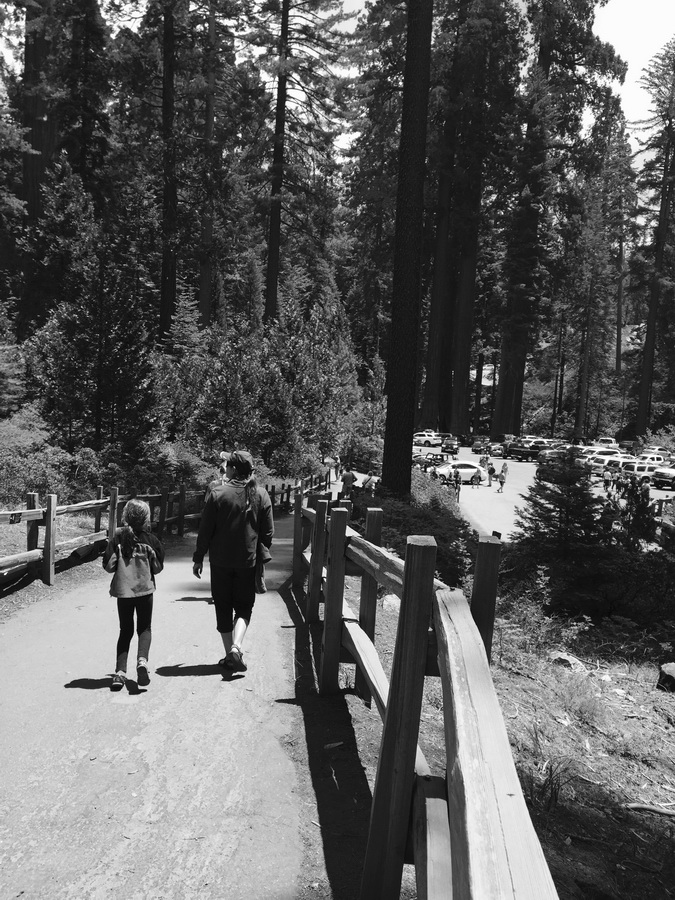 Seqioia_Kings_Canyon_22