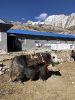 Nepal, 3 passes and Everest Base Camp (Непал, Три перевала и Базовый лагерь Эвереста) 2019_108