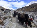 Nepal, 3 passes and Everest Base Camp (Непал, Три перевала и Базовый лагерь Эвереста) 2019_116